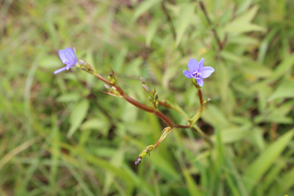 Aristea ecklonii Baker